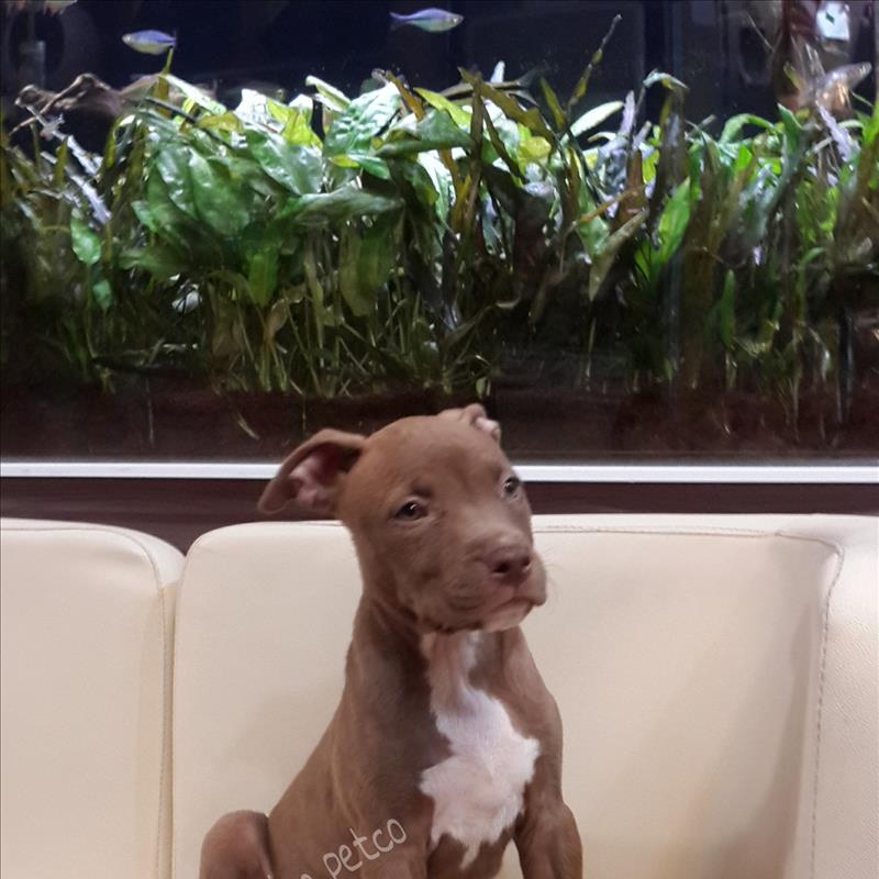 امریکن پیتبول 