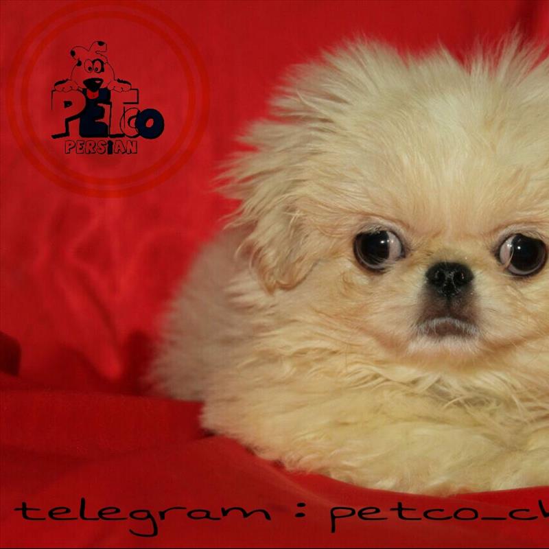 فروش توله پیکینز امپریال