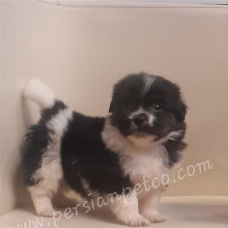 فروش سگ شیتزو تریر عروسکی