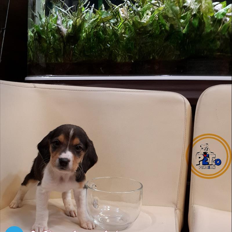  فروش سگ بیگل