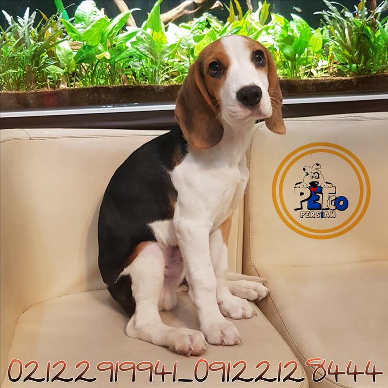 فروش سگ بیگل