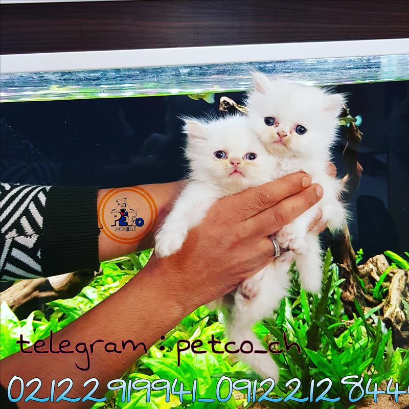 فروش بچه گربه پرشین