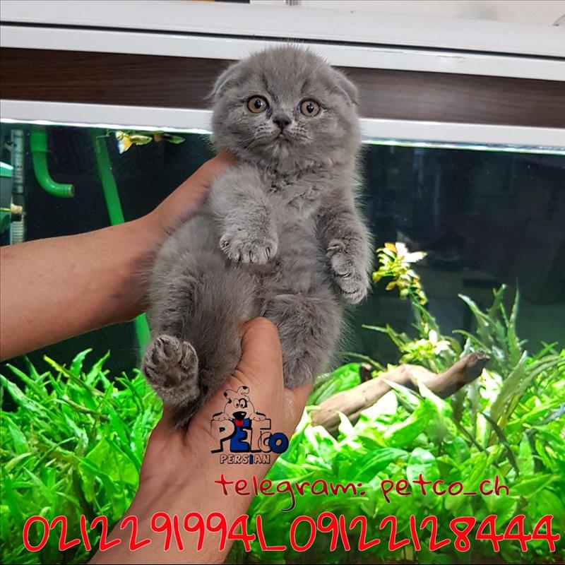 فروش گربه اسکاتیش فولد