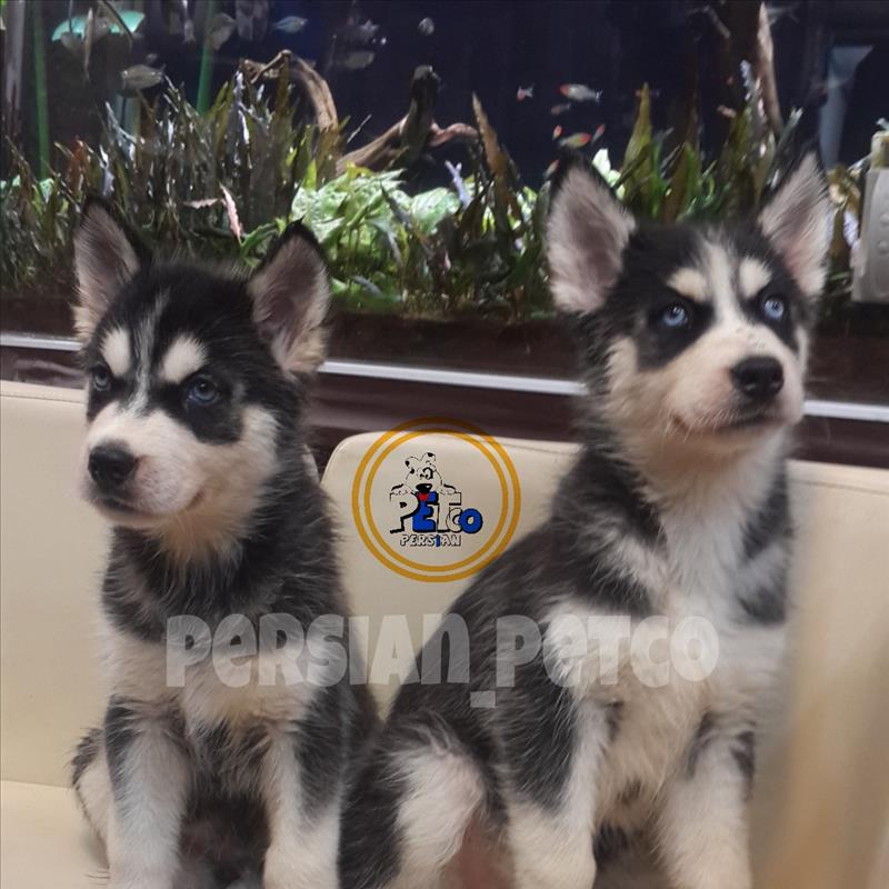 توله هایی سیبرین هاسکی