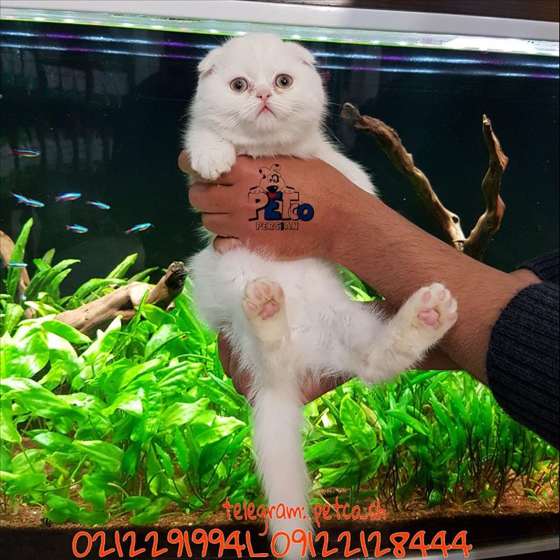 فروش گربه اسکاتیش فولد