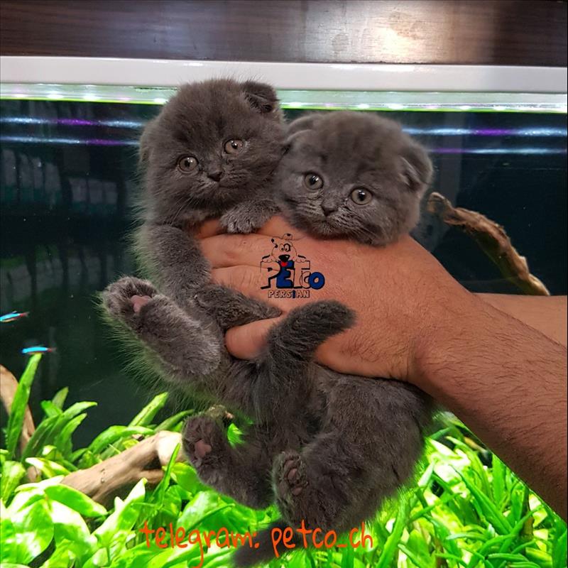 فروش گربه اسکاتیش فولد