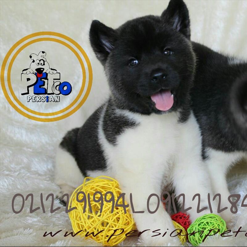 آکیتا آمریکایی American Akita