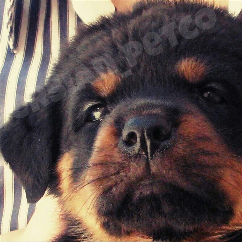 توله های نر و ماده روتوایلر