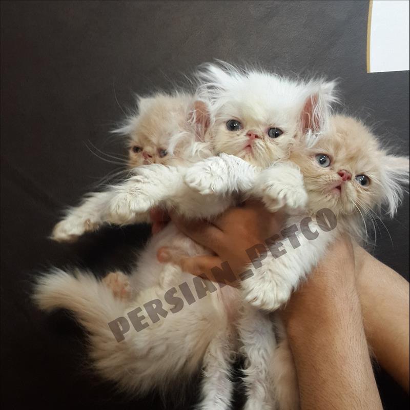 بچه گربه های پرشین سوپر فلت