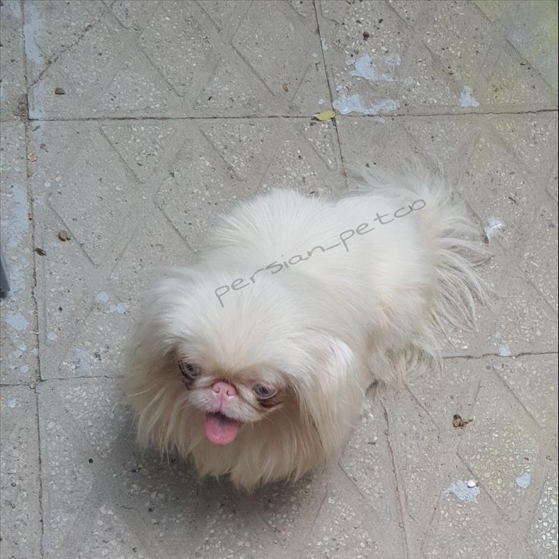 پیکینز امپریال 