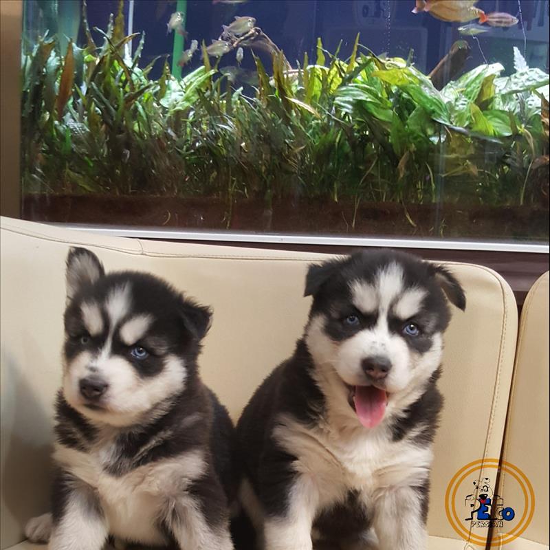 توله سیبرین هاسکی