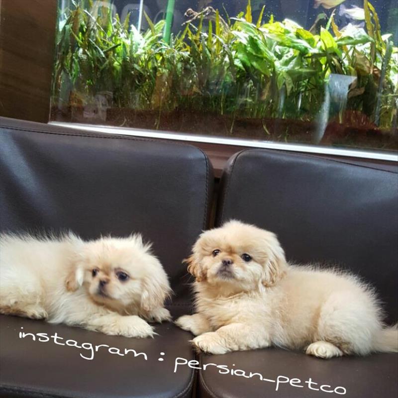 پکینز امپریال pekingese