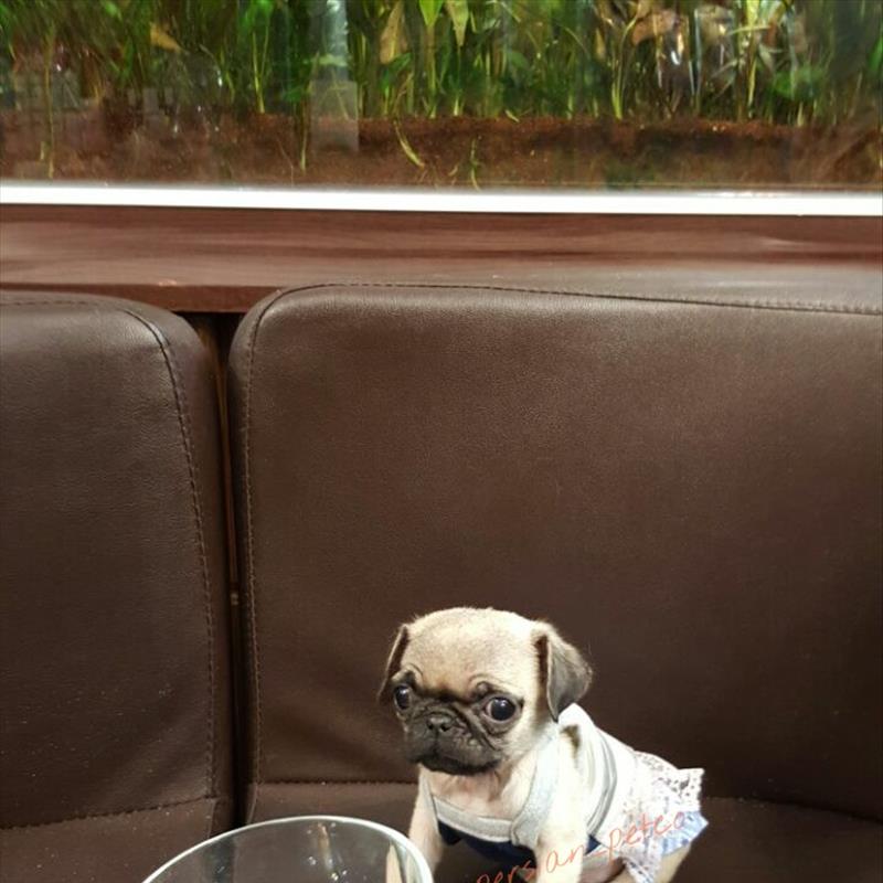 توله پاگ مبنباتوری