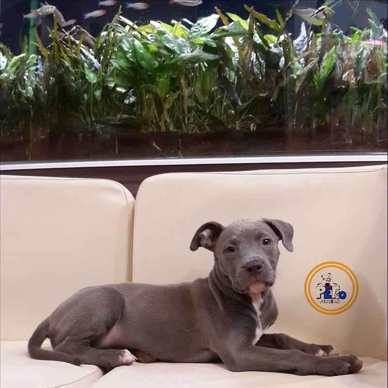 امریکن پیتبول 