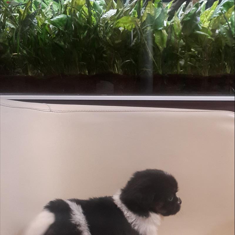 فروش سگ شیتزو تریر عروسکی