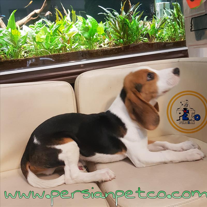 فروش سگ بیگل