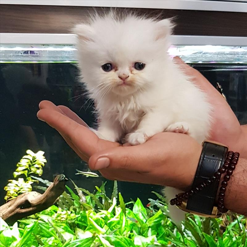 فروش بچه گربه پرشین