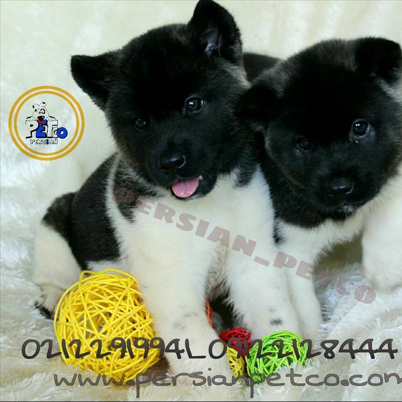 آکیتا آمریکایی American Akita