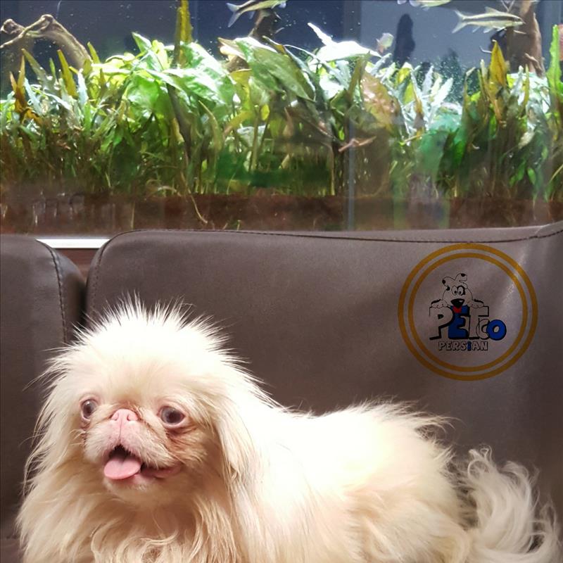 پیکینز امپریال 