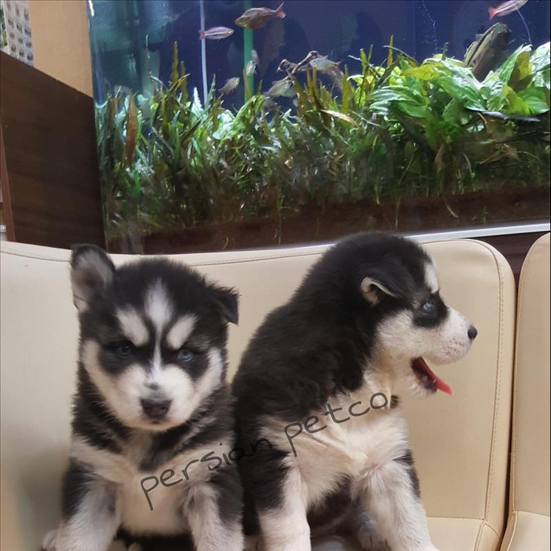 توله سیبرین هاسکی