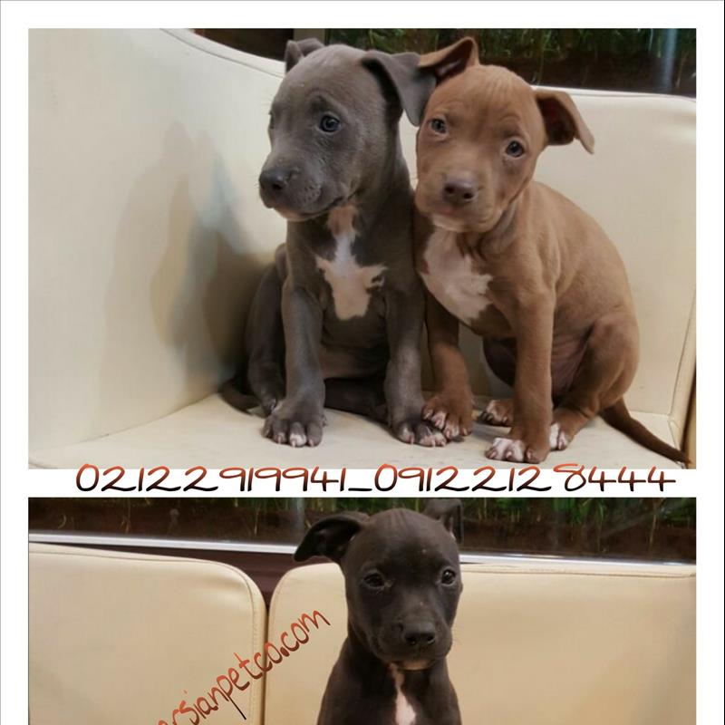 امریکن پیتبول 