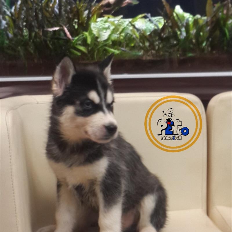 توله هایی سیبرین هاسکی