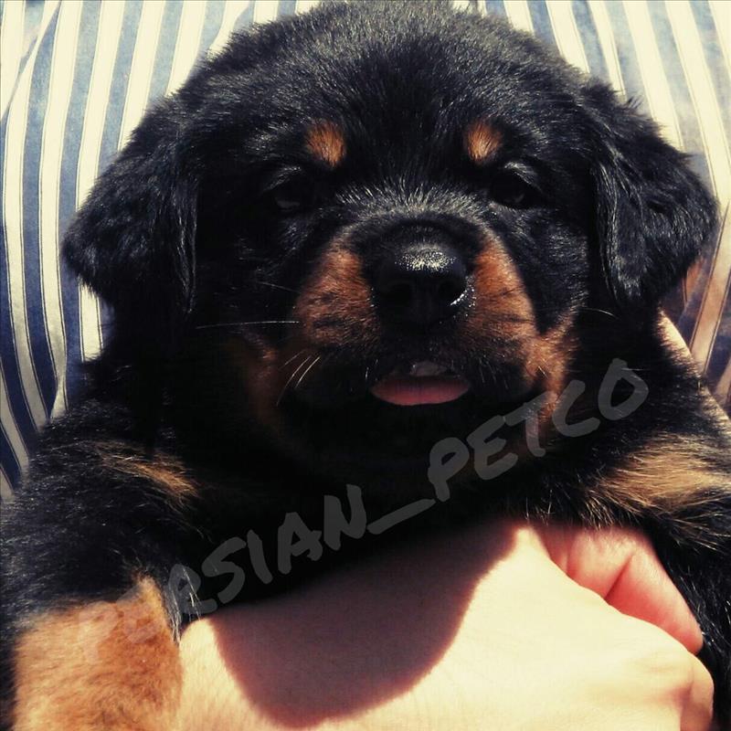 توله های نر و ماده روتوایلر