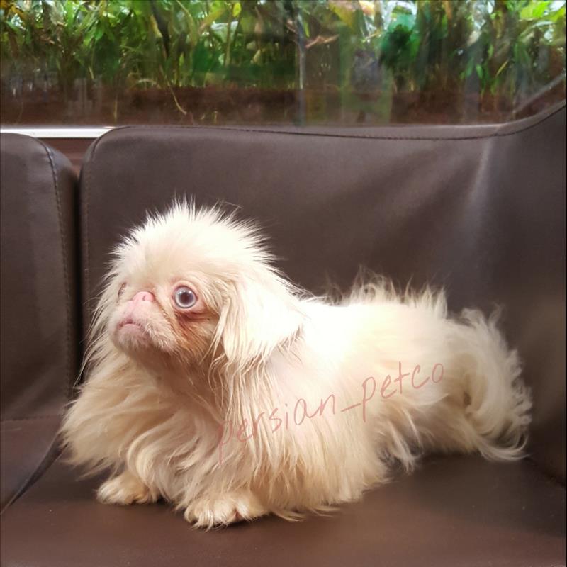 پیکینز امپریال 