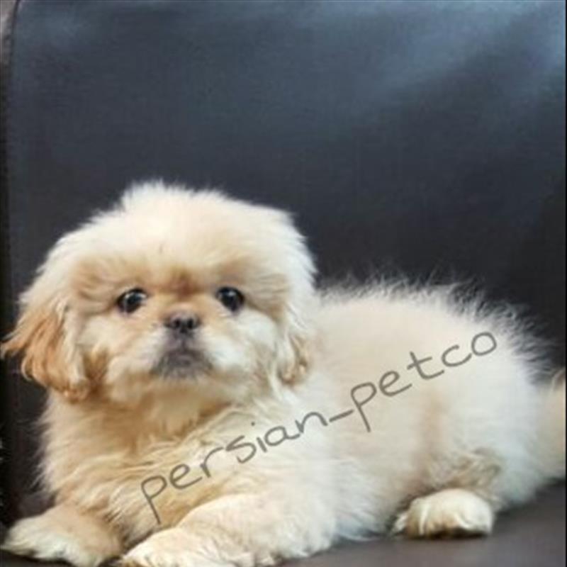 پکینز امپریال pekingese