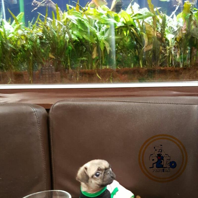 توله پاگ مبنباتوری