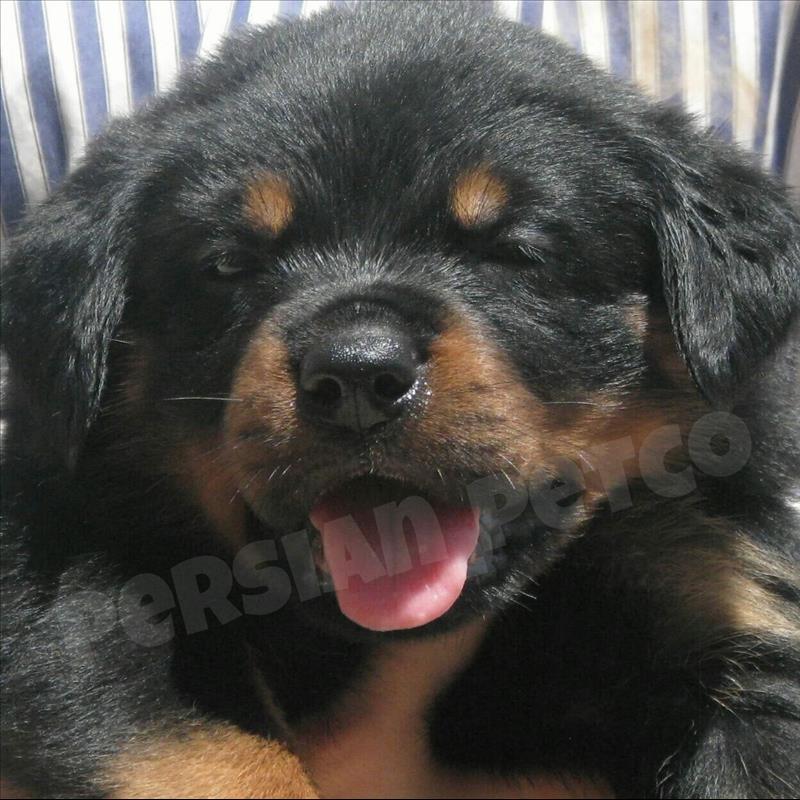 توله های نر و ماده روتوایلر