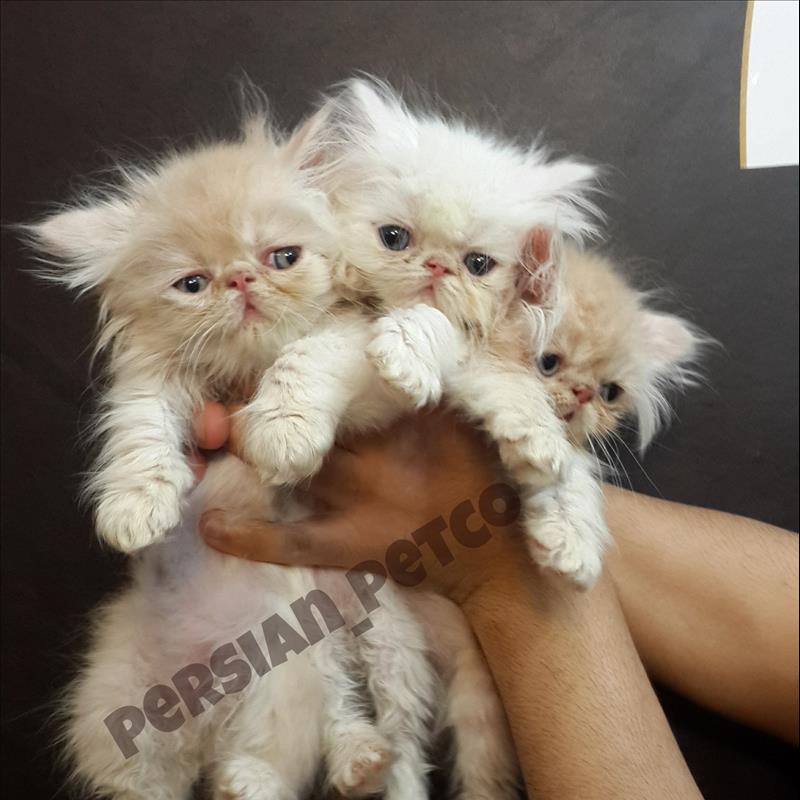 بچه گربه های پرشین سوپر فلت