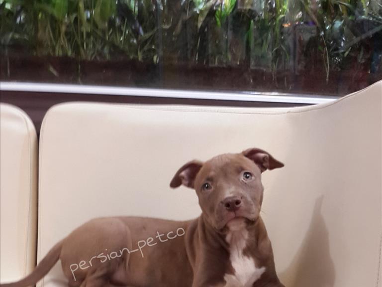 امریکن پیتبول  - سگ امریکن پیتبول pitbull