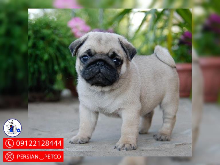 سگ پاگ مینی - سگ پاگ