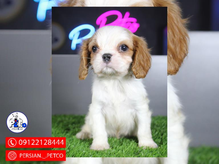 سگ کاوالیر کینگ چارلز اسپانیل - فروش سگ کاوالیر کینگ 