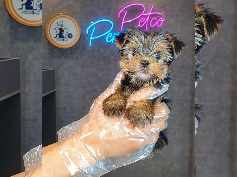 یورکشایر عروسکی  - یورکشایر تریر