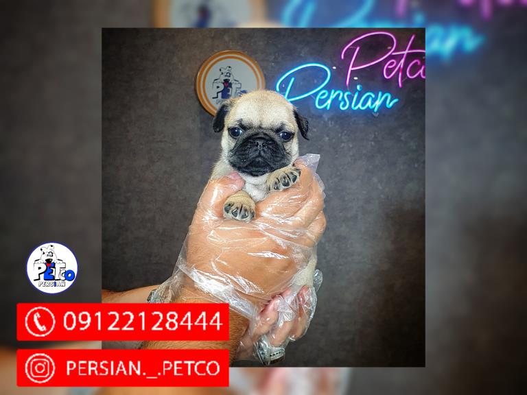 سگ پاگ مینی - سگ پاگ
