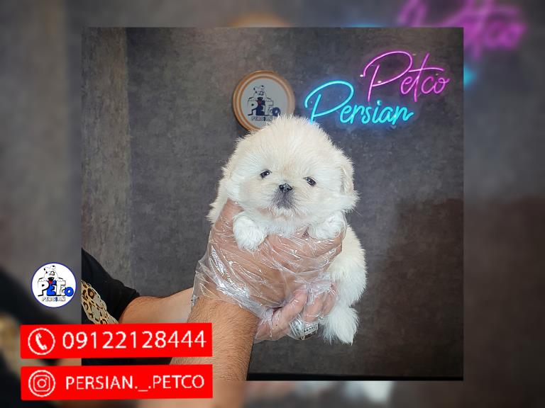 سگ پیکینز امپریال  - سگ پکینز pekingese