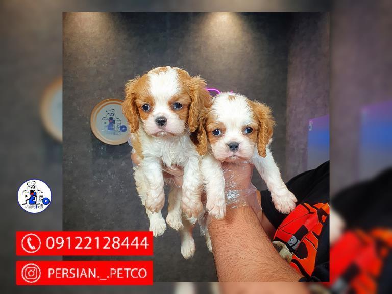 سگ کاوالیر کینگ چارلز - فروش سگ کاوالیر کینگ 