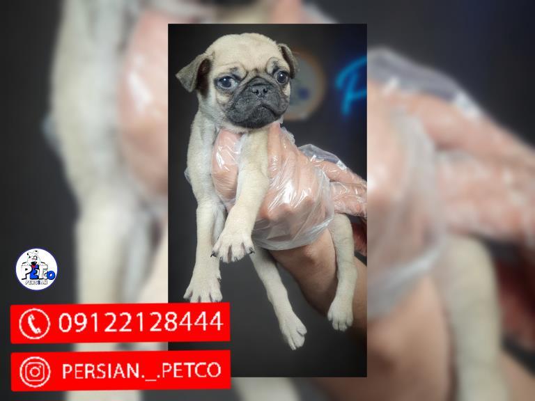 سگ پاگ مینی - سگ پاگ