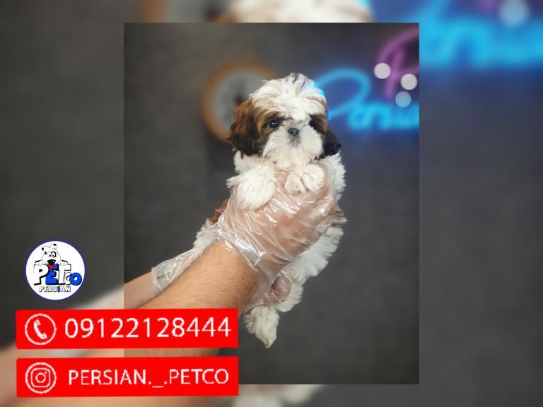 سگ  شیتزو اصیل  - سگ شیتزو