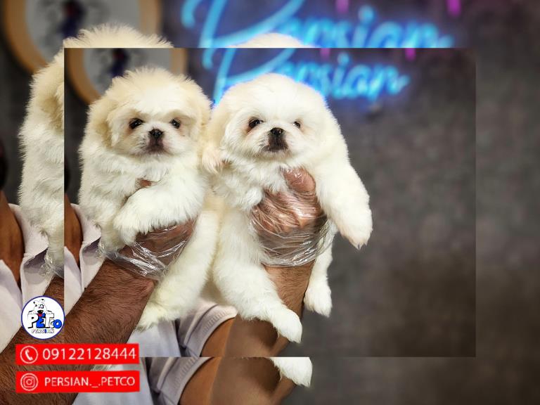  سگ پیکینز امپریال  - سگ پکینز pekingese
