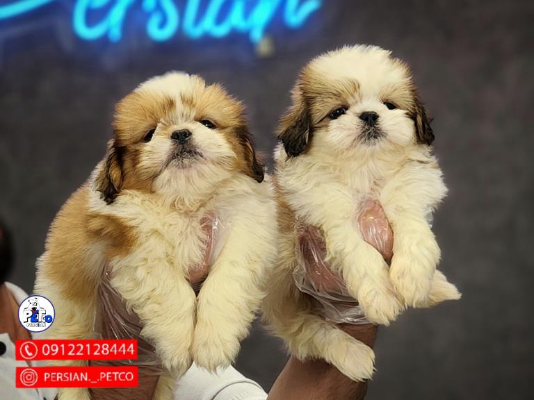 سگ شیتزو فلت - سگ شیتزو