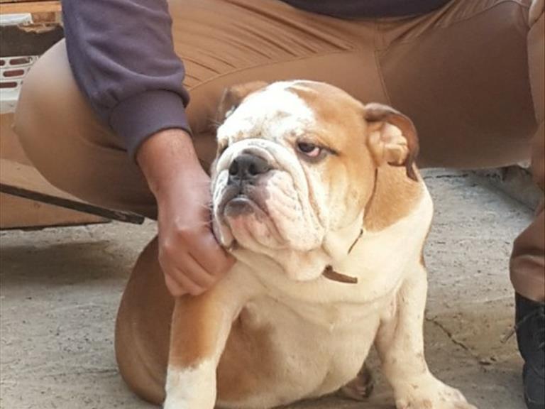 انگلیش بولداگ  - سگ انگلیش بولداگ 