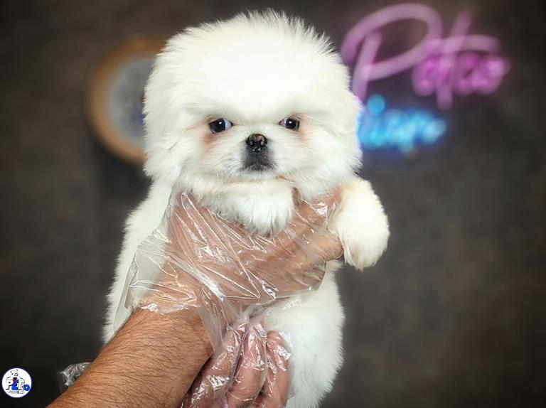  سگ پیکینز امپریال  - سگ پکینز pekingese