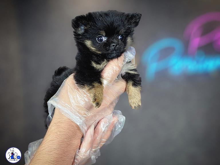 سگ شیهواهوا مو بلند - شیهواهوا ( Chihuahua )