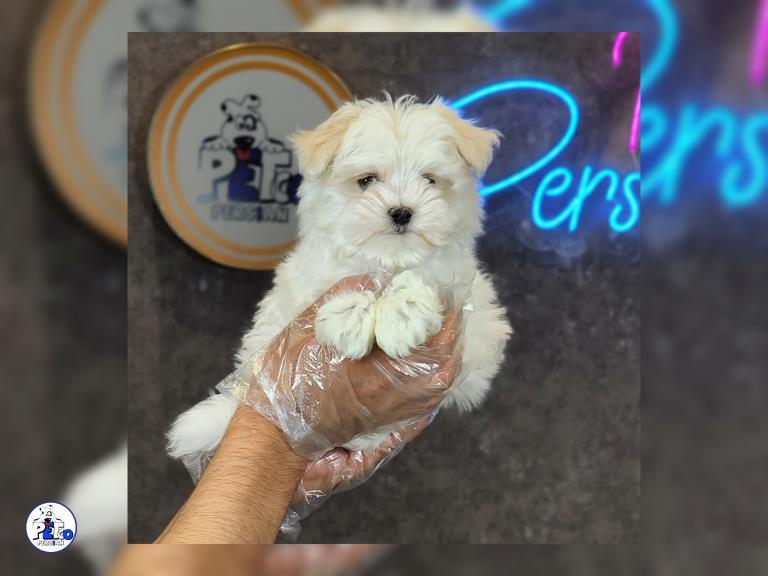 سگ مالتیز - سگ مالتیز maltese