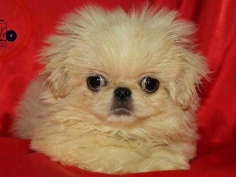 فروش توله پیکینز امپریال