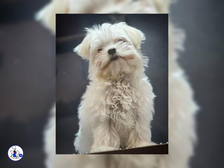 سگ مالتیز تیکاب - سگ مالتیز maltese