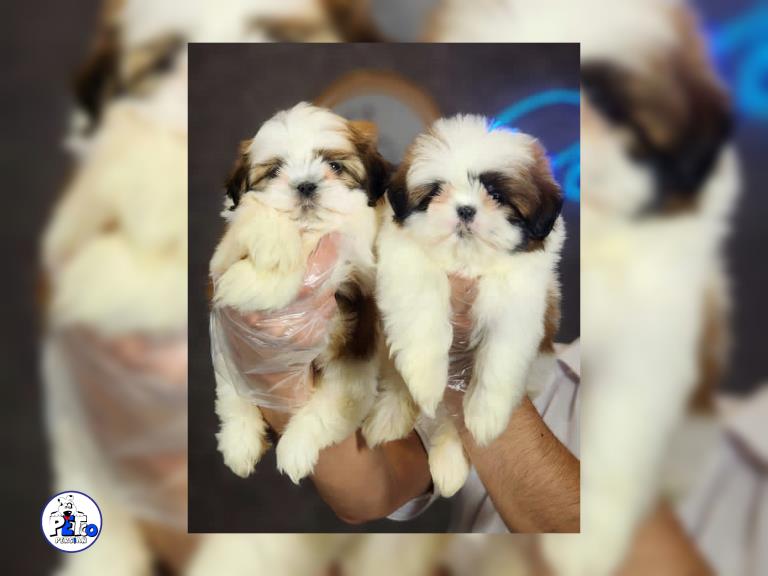 سگ شیتزو مینیاتوری - سگ شیتزو